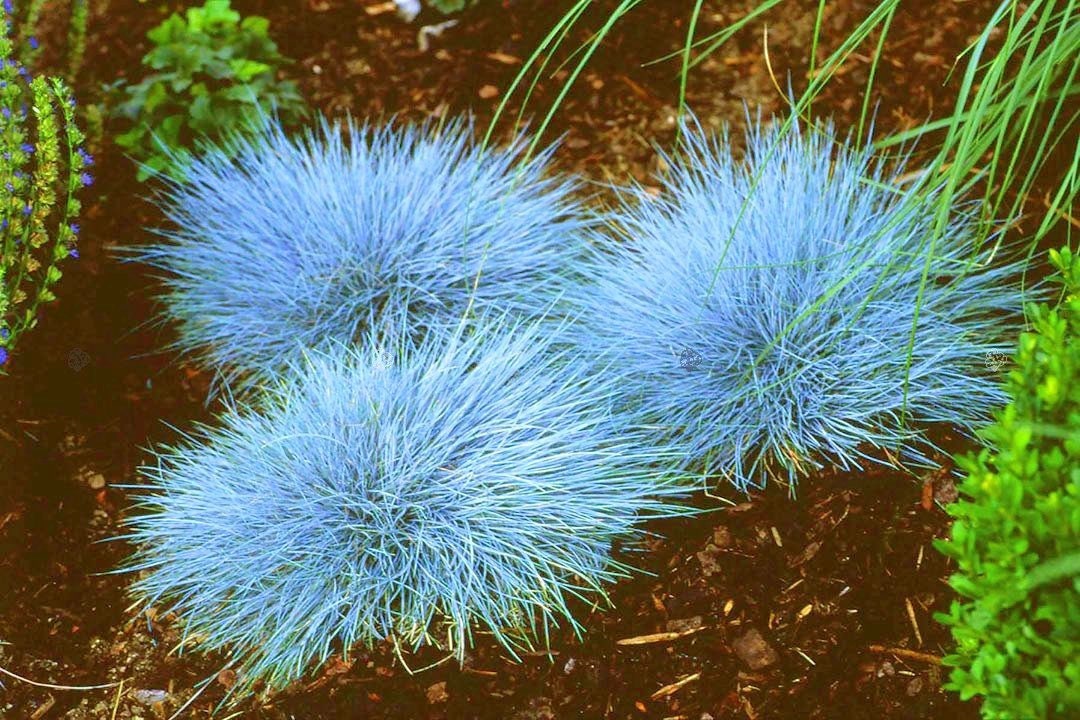 Blue Fescue Grass - Seeds - Non GMO