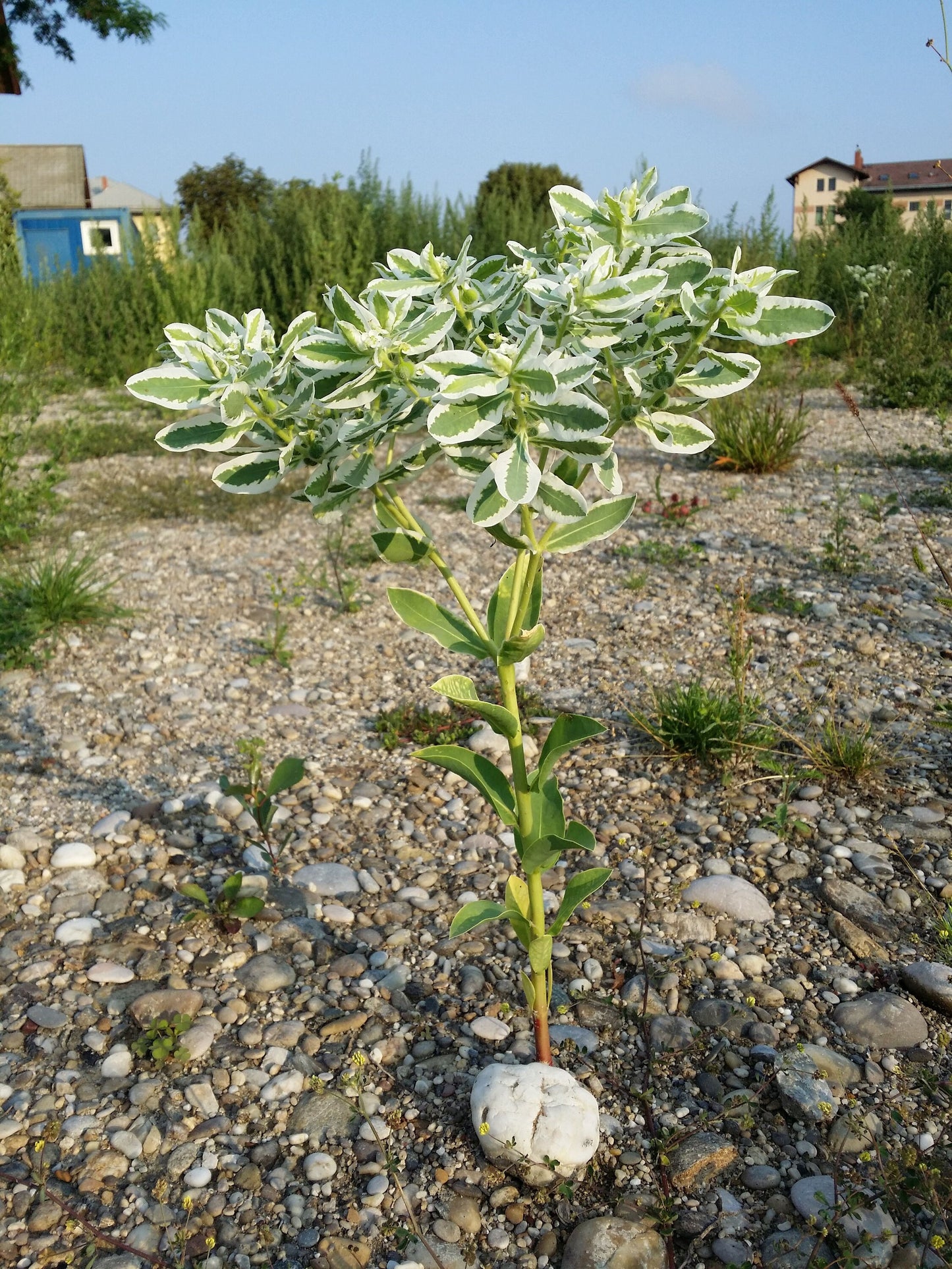 Euphorbia marginata - 10 Seeds - GMO free