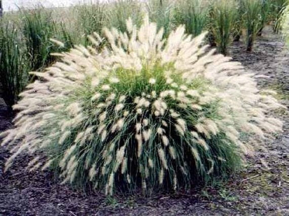 Feathertop Grass, Fountain grass, 12 Seeds, Pennisetum Villosum, GMO Free