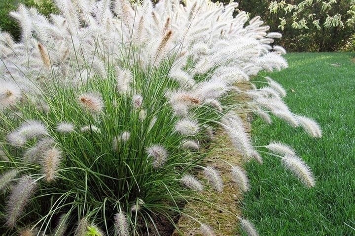 Feathertop Grass, Fountain grass, 12 Seeds, Pennisetum Villosum, GMO Free