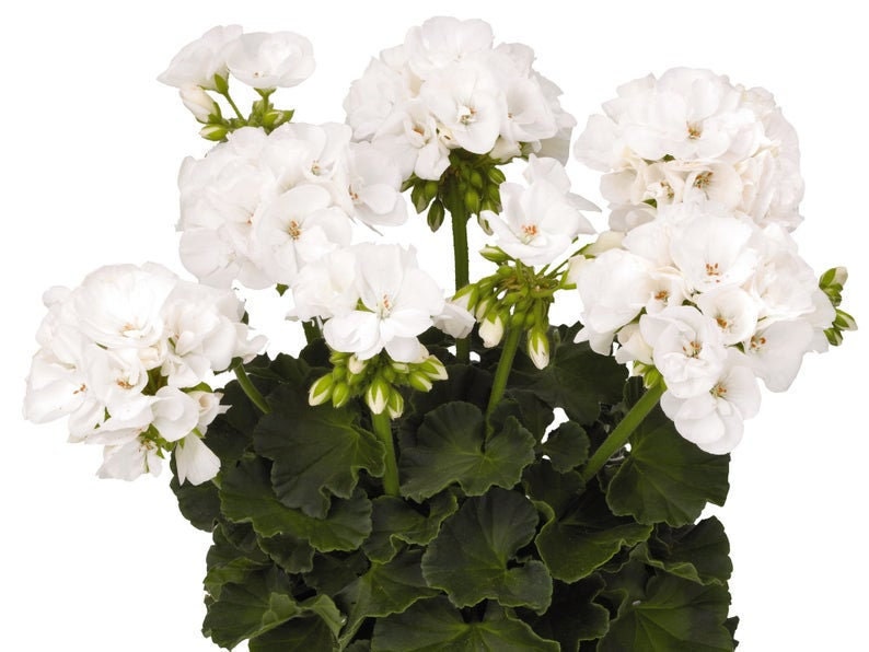White Geranium Pelargonium, garden geranium - Seeds - Non GMO
