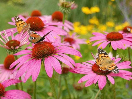 A mixture of flowers that attract butterflies - Seeds- GMO free