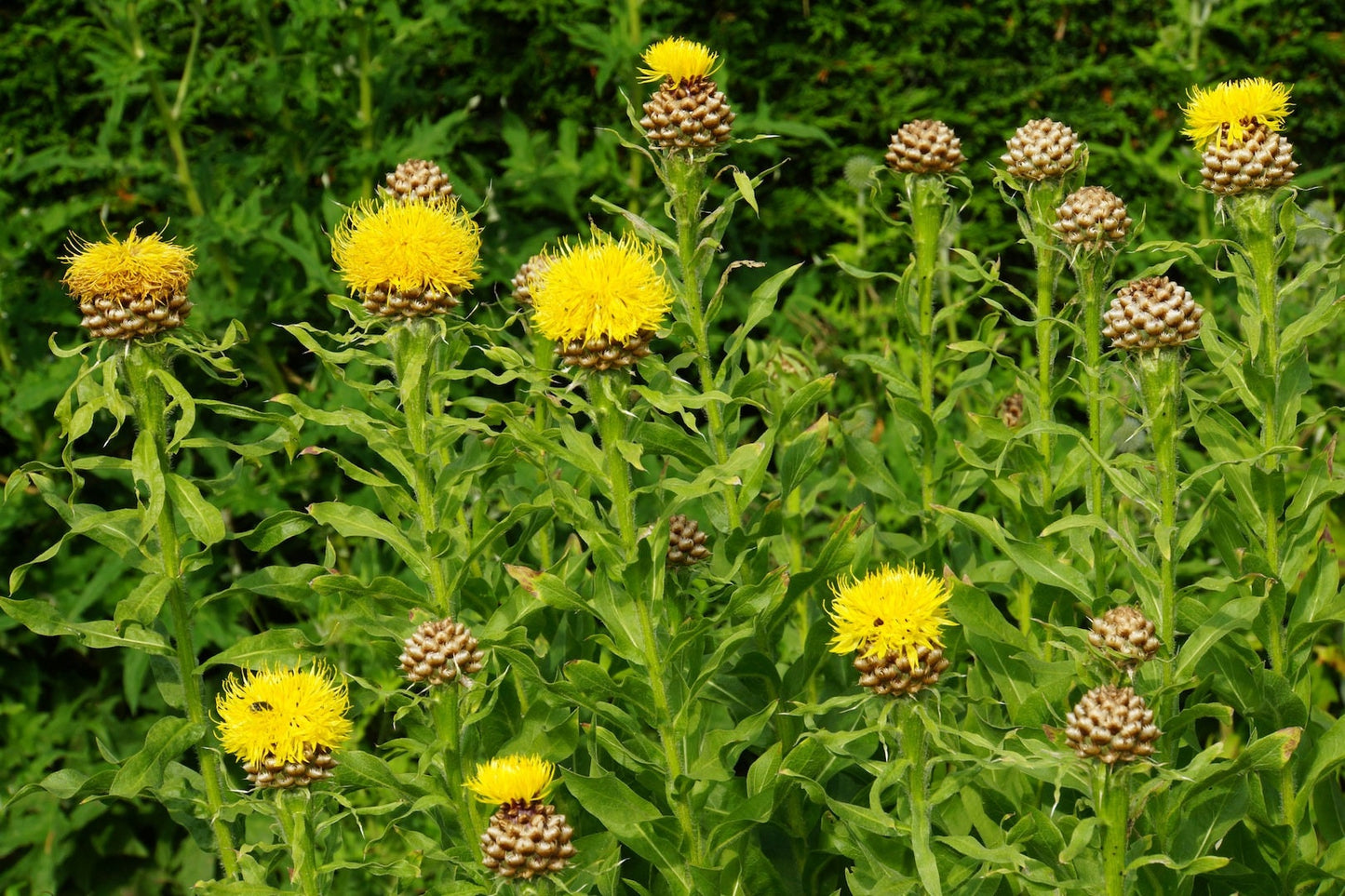 Cornflower yellow/Centaurea Macrocephala - 150 Seeds - Non GMO