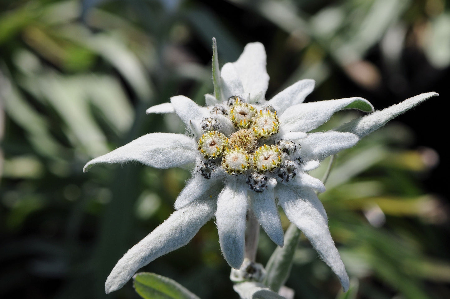 Alpine Edelweiss - 50 Seeds - GMO free