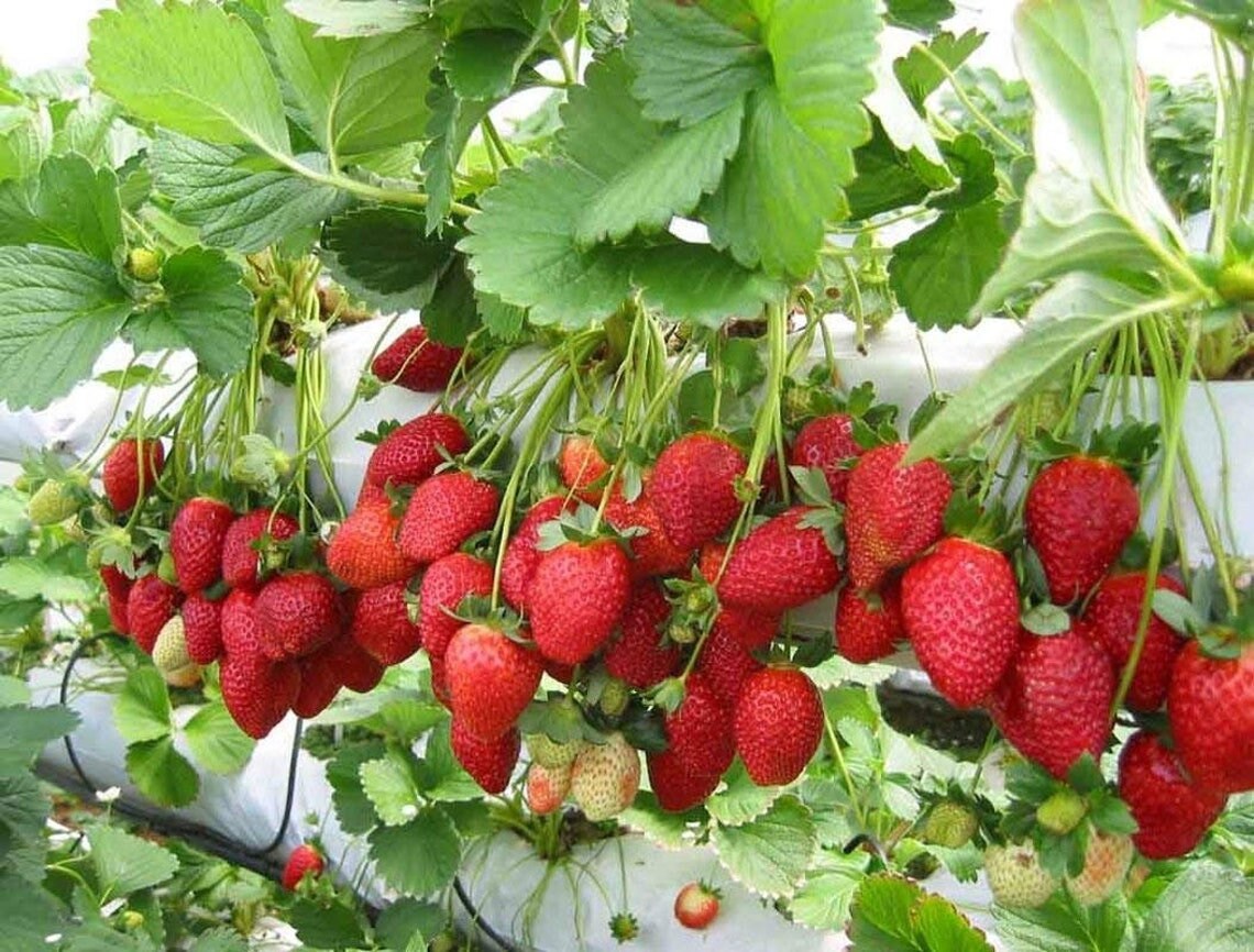 Strawberry Temptation/Fragaria x ananassa - Seeds