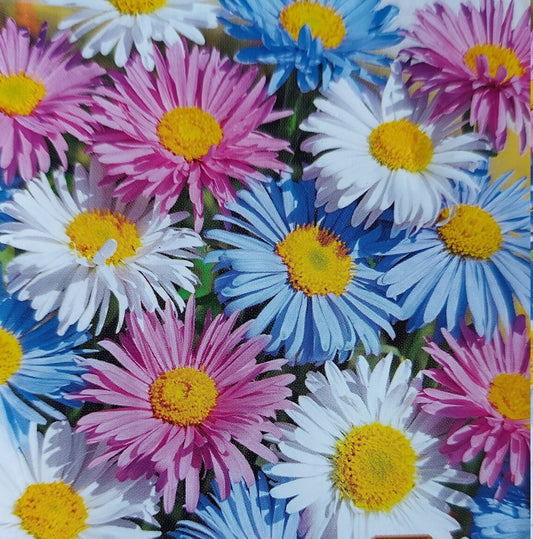 Alpine Aster Mixed Colors/Honey-bearing Flower - 100 Seeds - Non GMO