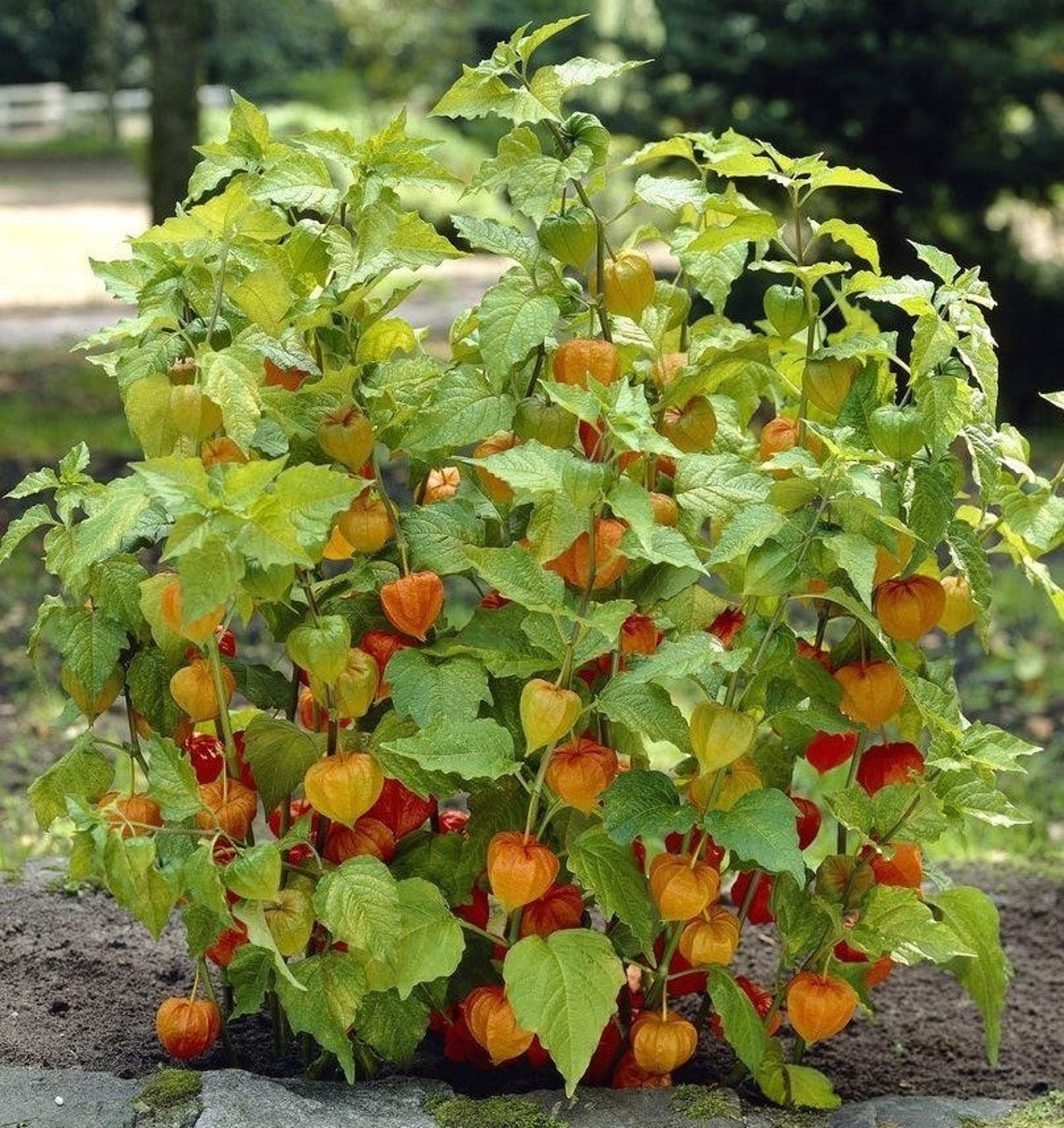Physalis alkekengi/Chinese lantern/Strawberry groundcherry/Winter cherry - 150 Seeds - GMO free
