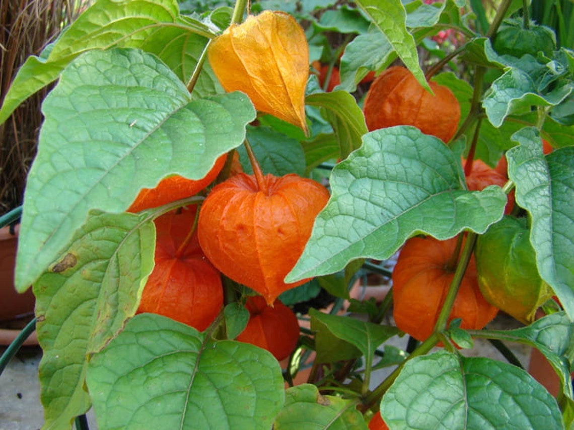 Physalis alkekengi/Chinese lantern/Strawberry groundcherry/Winter cherry - 150 Seeds - GMO free