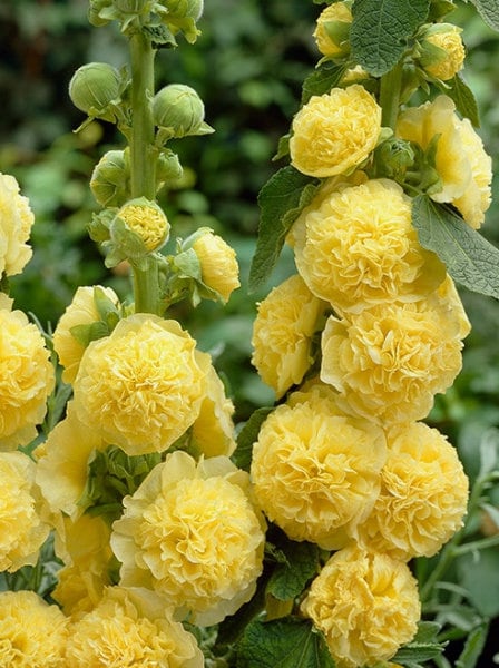 Althaea Rosea/Hollyhock Yellow Flowers - 50 Seeds - GMO free
