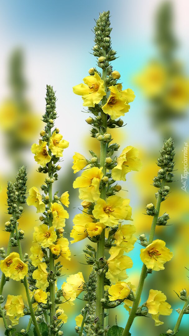 Althaea Rosea/Hollyhock Yellow Flowers - 50 Seeds - GMO free