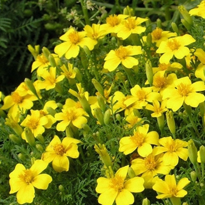 Signet Marigold “Lulu” Lemon-Yellow Flowersm/Tagetes Tenuifolia - 100 Seeds - GMO free