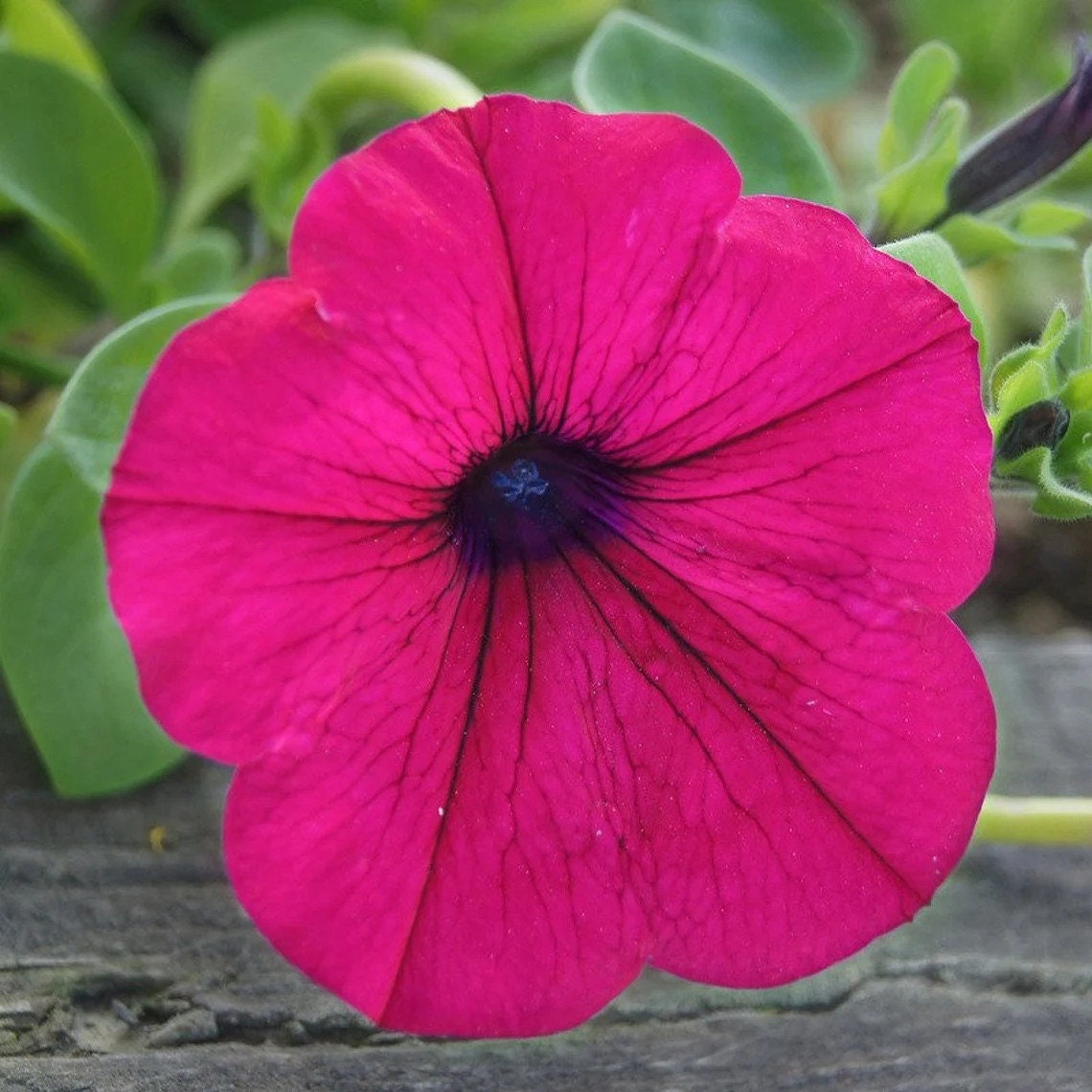 Cascading Garden Petunia Pink-Violet Rubina - 50 Seeds - GMO free