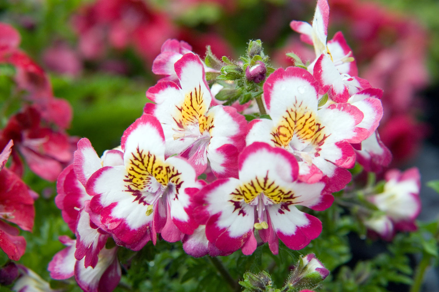 Schizanthus/Butterfly flower- 500 Seeds - GMO free