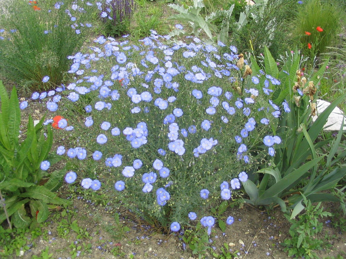 Perennial Flax/Blue Flax Flowers/Linum Perenne - 100 Seeds - GMO free