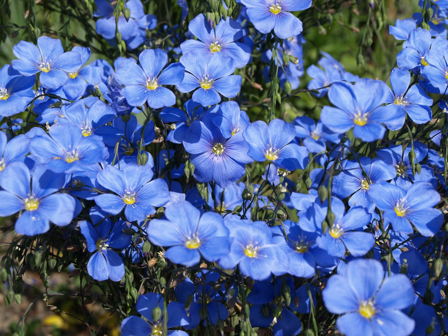 Perennial Flax/Blue Flax Flowers/Linum Perenne - 100 Seeds - GMO free